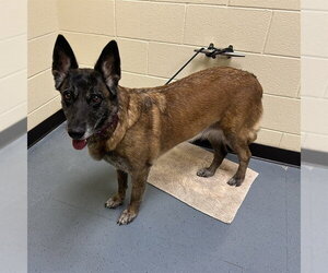 Holland Shepherd Dogs for adoption in Denver, CO, USA