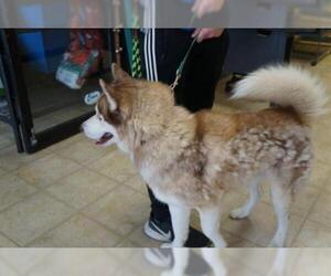 Siberian Husky Dogs for adoption in Norfolk, VA, USA