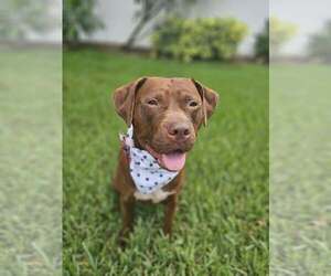 Mutt Dogs for adoption in  Gainesville, FL, USA