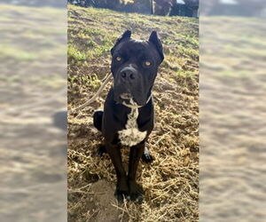 Mutt Dogs for adoption in Salinas, CA, USA