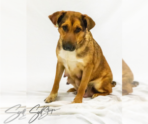 Mutt Dogs for adoption in Brooklyn Center, MN, USA