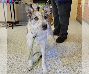Huskies -Unknown Mix Dogs for adoption in Salt Lake City, UT, USA