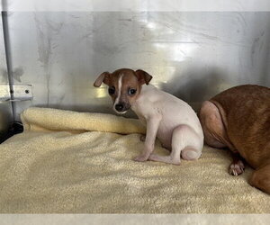 Chihuahua Dogs for adoption in Naples, FL, USA