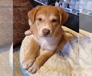 Border Collie-Unknown Mix Dogs for adoption in House Springs, MO, USA