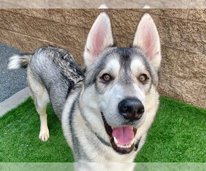 Siberian Husky Dogs for adoption in Moreno Valley, CA, USA