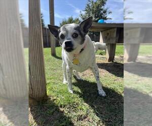 Rat-Cha Dogs for adoption in Plano, TX, USA