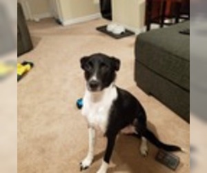 Border Collie-Unknown Mix Dogs for adoption in Amherst, MA, USA