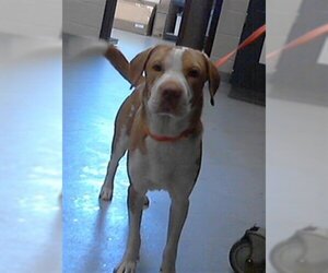 American Foxhound-Labrador Retriever Mix Dogs for adoption in Fayetteville, NC, USA
