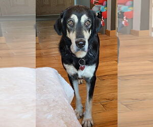 Mutt Dogs for adoption in Mundelein, IL, USA