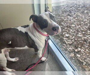 Staffordshire Bull Terrier-Unknown Mix Dogs for adoption in Tavares, FL, USA