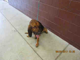 Bloodhound Dogs for adoption in Sanford, FL, USA