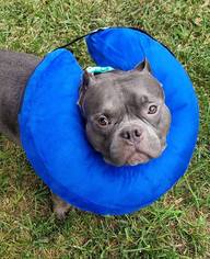 American French Bull Terrier Dogs for adoption in Chambersburg, PA, USA