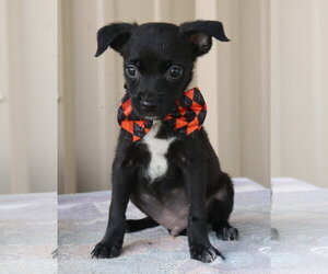 Cairn Terrier Dogs for adoption in Bandera, TX, USA