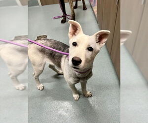 German Shepherd Dog-Huskies Mix Dogs for adoption in Baytown, TX, USA