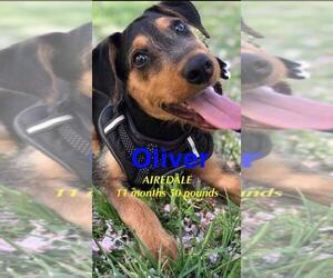 Airedale Terrier Dogs for adoption in pomfret, CT, USA