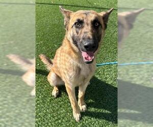 German Shepherd Dog-Unknown Mix Dogs for adoption in Lathrop, CA, USA