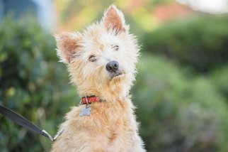Medium Photo #1 Shiba Inu-Unknown Mix Puppy For Sale in El Cajon, CA, USA