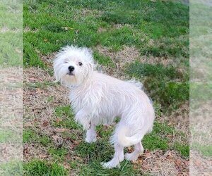 Maltese-Unknown Mix Dogs for adoption in Lexington Park, MD, USA