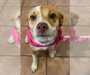 Jack-A-Bee Dogs for adoption in Melrose, FL, USA