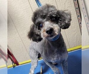 Poodle (Miniature) Dogs for adoption in San Pablo, CA, USA
