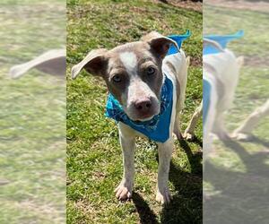 Pointer-Unknown Mix Dogs for adoption in Oklahoma City, OK, USA
