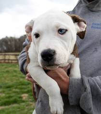American Bulldog-Unknown Mix Dogs for adoption in Denton, MD, USA