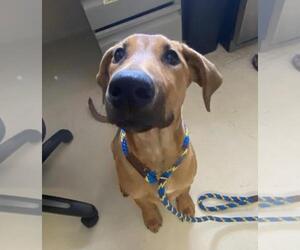 Doberman Pinscher-German Shepherd Dog Mix Dogs for adoption in Santa Cruz, CA, USA