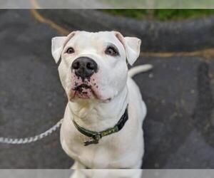 American Pit Bull Terrier Dogs for adoption in Armonk, NY, USA