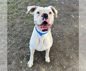 Boxer Dogs for adoption in Riverside, CA, USA