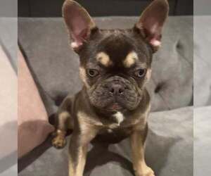 French Bulldog Dogs for adoption in Tenafly, NJ, USA
