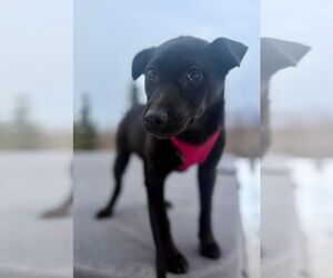 Aussiedor Dogs for adoption in Anchorage, AK, USA