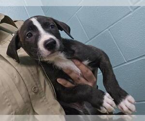 American Pit Bull Terrier Dogs for adoption in Temple, TX, USA