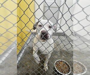 Mutt Dogs for adoption in Temple, TX, USA