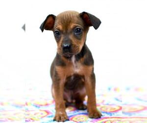 Rat-Cha Dogs for adoption in Morton Grove, IL, USA
