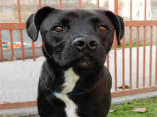 Sheprador Dogs for adoption in Upland, CA, USA