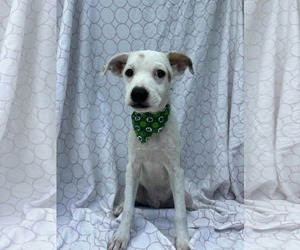 Dachshund-Unknown Mix Dogs for adoption in NYC, NY, USA