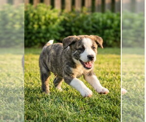 Mutt Dogs for adoption in Hillsboro, MO, USA