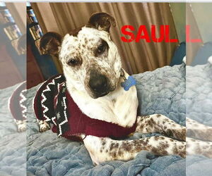 Mutt Dogs for adoption in Conway, AR, USA