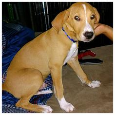 Collie-Labrador Retriever Mix Dogs for adoption in Royal Palm Beach, FL, USA