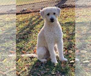 Poodle (Miniature) Dogs for adoption in Waco, TX, USA