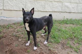 Chipin Dogs for adoption in Albany, GA, USA
