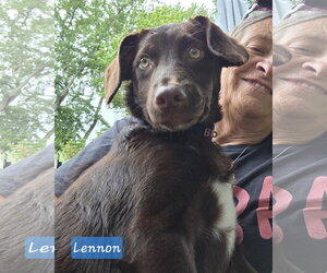 Dachsador Dogs for adoption in Oakhurst, NJ, USA