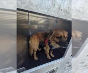 Mutt Dogs for adoption in San Antonio, TX, USA