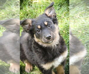 Collie-Unknown Mix Dogs for adoption in Sandy, UT, USA