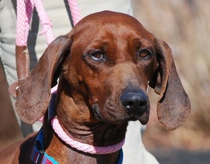 Redbone Coonhound Dogs for adoption in Chesapeake City, MD, USA