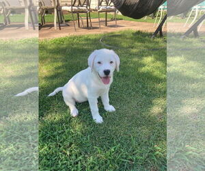 Labrador Retriever-Unknown Mix Dogs for adoption in Hillsboro, MO, USA
