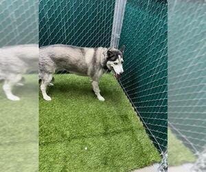 Medium Photo #1 Siberian Husky-Unknown Mix Puppy For Sale in Downey, CA, USA