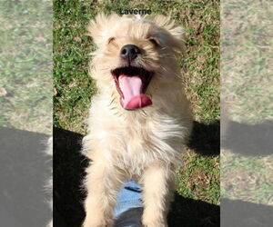 Poocan Dogs for adoption in Aurora, IN, USA