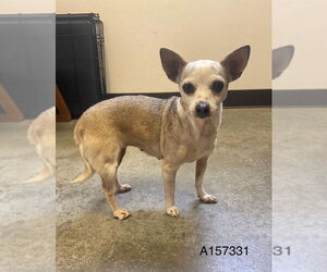 Chihuahua-Unknown Mix Dogs for adoption in Calgary, Alberta, Canada