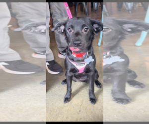 Border Collie-Unknown Mix Dogs for adoption in Holly Springs, NC, USA